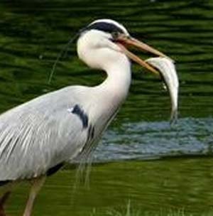 heron with a fish
